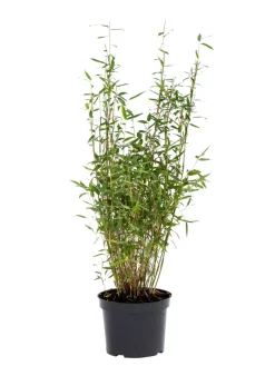 Planter & Blomster|Bambus 'Rufa/Simba' 23 cm potte
