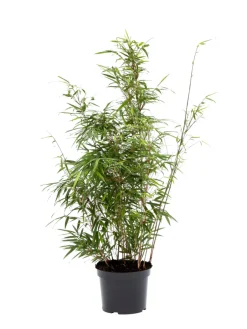 Planter & Blomster|Bambus 'Rufa/Simba' 23 cm potte