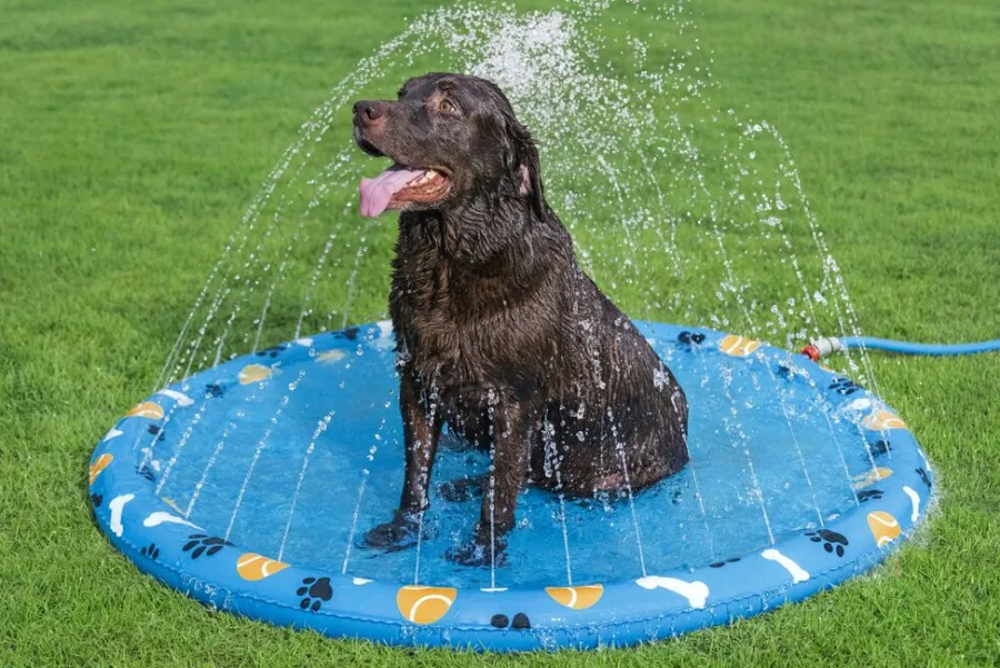 Bestway Hunde- Og Katteartikler|Fetchin' Fun plaskedug