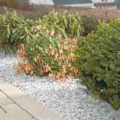 Safestone by ZURFACE Skærver & Sten|Granitskærver 11–16 mm hvid Lysit - Safestone