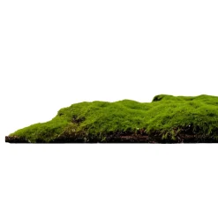 Jangal Grønne Vægpaneler|Akustikpaneler & Tilbehør|Modular Wall mospanel 52 x 52 cm - Forrest Green Bulk