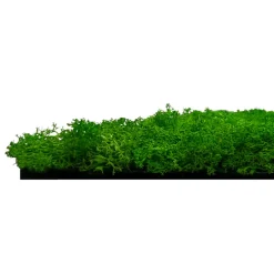 Jangal Grønne Vægpaneler|Akustikpaneler & Tilbehør|Modular Wall mospanel 52 x 52 cm - Rich Green Rich Green Moss