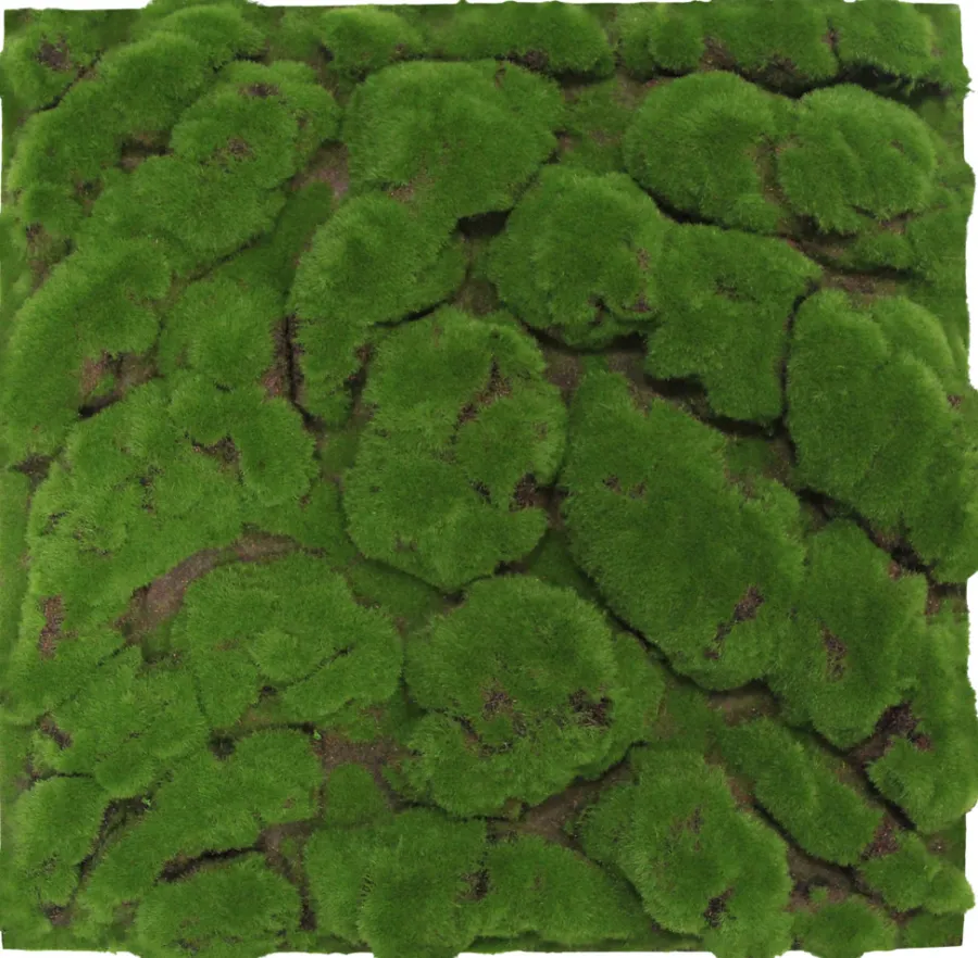 Jangal Akustikpaneler & Tilbehør|Grønne Vægpaneler|Modular Wall mospanel 52 x 52 cm - Dark Green Bulk