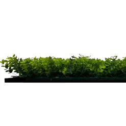 Jangal Grønne Vægpaneler|Akustikpaneler & Tilbehør|Modular Wall plantepanel 52 x 52 cm - Buxus