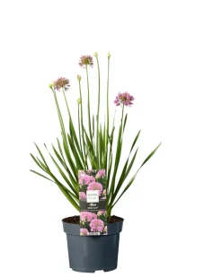 Planter & Blomster|Prydløg Allium 17 cm