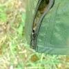 Garden® Havevanding|Vandingspose til træer 75 liter -
